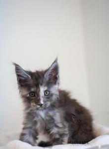 Lil - Maine Coon Kitten For Sale - Queen Creek&comma; AZ&comma; US