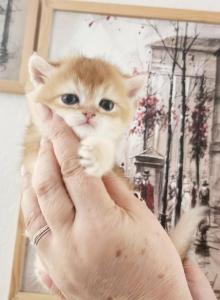 British Shorthair golden chinchilla Rich - British Shorthair Kitten For Sale - WA&comma; US
