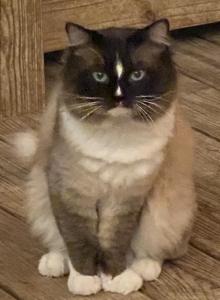 King Alvar - Ragdoll Cat For Sale - Double Springs&comma; AL&comma; US