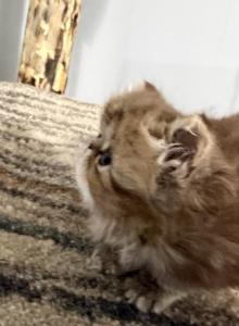 Persian chocolate tabby - Persian Kitten For Sale - Altamonte Springs&comma; FL&comma; US