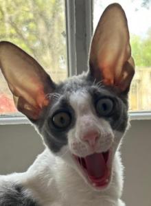 Male Cornish Rex - Cornish Rex Kitten For Sale - Amelia Island&comma; FL&comma; US