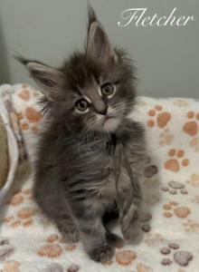 Fletcher - Maine Coon Kitten For Sale - Greensburg&comma; IN&comma; US