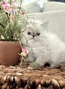Lyra - Himalayan Kitten For Sale - Baltimore&comma; MD&comma; US