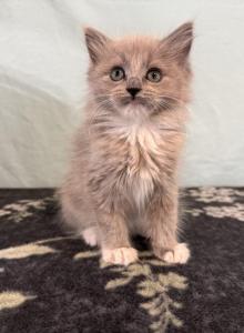 Belle - Ragdoll Kitten For Sale - Ozark&comma; MO&comma; US