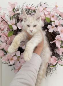 Goliath - Maine Coon Kitten For Sale - Huntley&comma; IL&comma; US