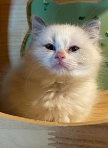 Dove - Ragdoll Kitten For Sale - Glens Falls&comma; NY&comma; US