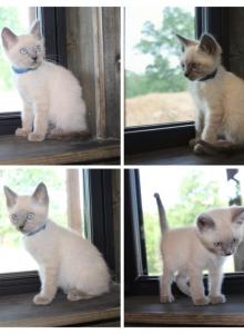 Blue point - Siamese Kitten For Sale - Barnett&comma; MO&comma; US