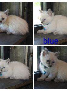 CFF Seal Point Siamese - Siamese Kitten For Sale - Barnett&comma; MO&comma; US
