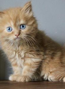 Antionette - Minuet Kitten For Sale - Capon Bridge&comma; WV&comma; US
