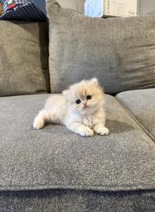 Longhair boy - British Shorthair Kitten For Sale - Pacific&comma; WA&comma; US