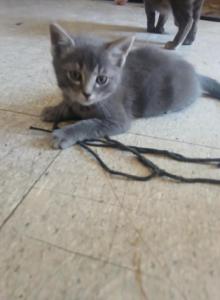 One all grey kitten - Domestic Kitten For Adoption - Lawrence&comma; MA&comma; US