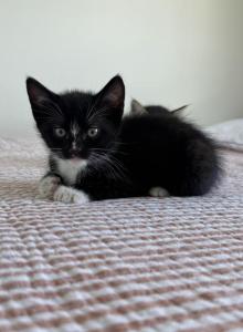 Buddy - Domestic Kitten For Adoption - West Springfield&comma; MA&comma; US