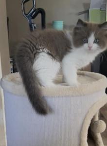 Looker - Ragdoll Kitten For Sale - San Diego&comma; CA&comma; US