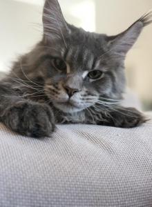 Boobo - Maine Coon Kitten For Sale - Astoria&comma; NY&comma; US