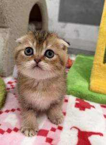 Monday - Scottish Fold Kitten For Sale - Longview&comma; TX&comma; US