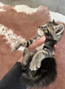 Maine coon Siamese mix Male - Domestic Kitten For Sale - Leominster&comma; MA&comma; US