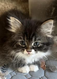 Lucky - Siberian Kitten For Sale - Milton Freewater&comma; OR&comma; US