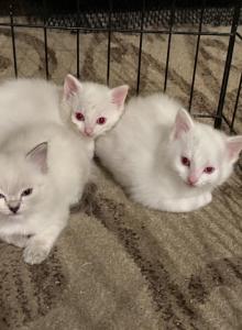 Dumbo siblings - Ragdoll Kitten For Sale - Portland&comma; OR&comma; US