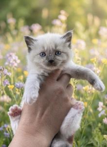 Seal Mink Mitted Tortie Female - Ragdoll Kitten For Sale - Hershey&comma; PA&comma; US