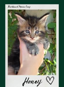 Honey - Maine Coon Kitten For Sale - Vass&comma; NC&comma; US