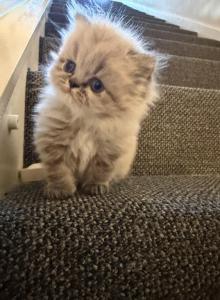 Persian litter - Persian Kitten For Sale - Canyon Lake&comma; TX&comma; US