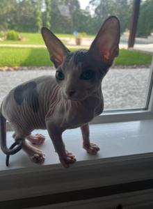 Lil Bit - Sphynx Kitten For Sale - Todd Mission&comma; TX&comma; US