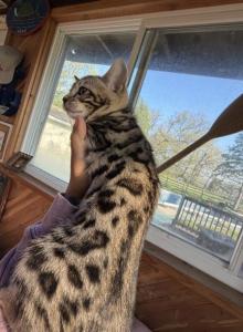 Gina - Bengal Kitten For Sale - Crown Point&comma; IN&comma; US