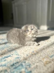 Mia - Scottish Fold Kitten For Sale - Sedalia&comma; MO&comma; US