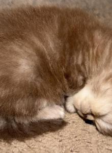 Chocolate Marble Folds - Scottish Fold Kitten For Sale - Hollywood&comma; FL&comma; US