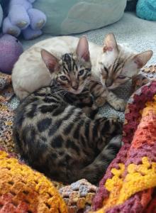 Patty's litter - Bengal Kitten For Sale - Rio Linda&comma; CA&comma; US