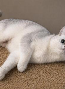 Sunny - Scottish Straight Cat For Sale - Gainesville&comma; GA&comma; US