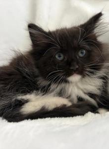 Kitty Girl - Ragdoll Kitten For Sale - Westfield&comma; MA&comma; US