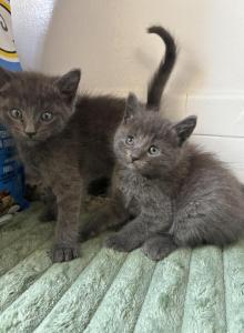 Blue Russians - Russian Blue Kitten For Sale - Riverside&comma; CA&comma; US