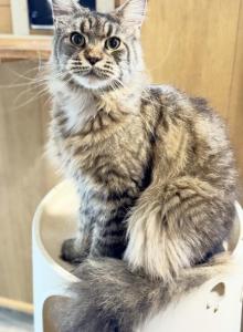Pure Main coon female Freya - Maine Coon Cat For Sale - Grant Valkaria, FL, US Pure Main coon female Freya - Maine Coon Cat For Sale - Grant Valkaria, FL, US