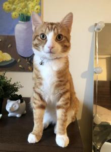 Oliver - Domestic Cat For Adoption - Queens&comma; NY&comma; US