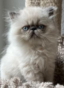 Lil Blu - Himalayan Kitten For Sale - Aledo&comma; TX&comma; US