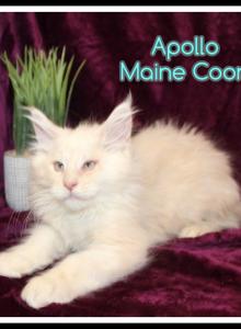 Apollo - Maine Coon Kitten For Sale - Canton&comma; OH&comma; US