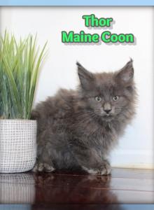 Thor - Maine Coon Kitten For Sale - Canton, OH, US Thor - Maine Coon Kitten For Sale - Canton, OH, US