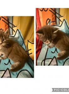 Simba - Maine Coon Kitten For Sale - Birmingham&comma; AL&comma; US