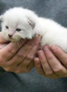 Luna Tater Tot - Ragdoll Kitten For Sale - Chase City&comma; VA&comma; US
