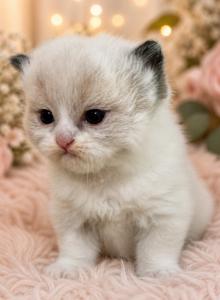 Ragamuffin kittens - Ragamuffin Kitten For Sale - Jamestown&comma; NY&comma; US
