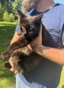 Souffl&egrave; - Maine Coon Kitten For Sale - Doniphan&comma; MO&comma; US
