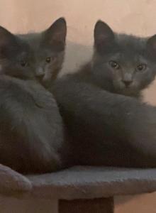 Poppy and Ruby - Russian Blue Kitten For Sale - Atlanta&comma; GA&comma; US