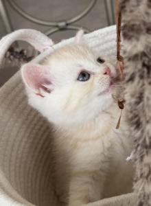 Peach - Scottish Straight Kitten For Sale - Champions Gate&comma; FL&comma; US