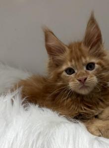 Maine Coon kittens - Maine Coon Kitten For Sale - Winfield&comma; IL&comma; US