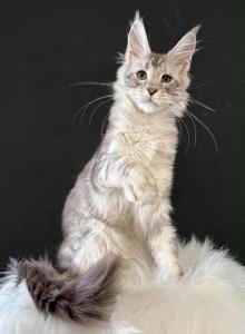 Maine Coon kitten - Maine Coon Kitten For Sale - Winfield&comma; IL&comma; US