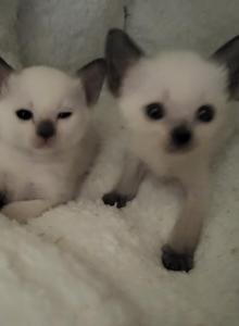 Starlights - Balinese Kitten For Sale - Middleburg&comma; PA&comma; US