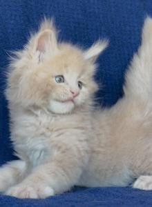 Xavier - Maine Coon Kitten For Sale - CO&comma; US