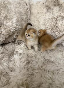 Scottish folds - Scottish Fold Kitten For Sale - Whitesboro&comma; NY&comma; US