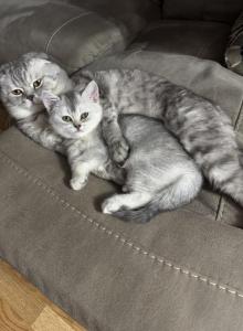 Sammie - Scottish Straight Kitten For Sale - Howard Lake&comma; MN&comma; US